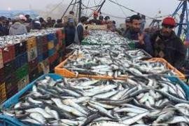 خسائر الصيد الجائر في اليمن يصل إلى هذا الرقم المهول!! تفاصيل