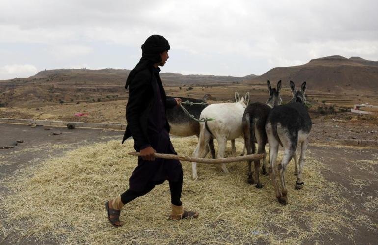 تجارب يمنية مشجعة لزراعة القمح في الجوف