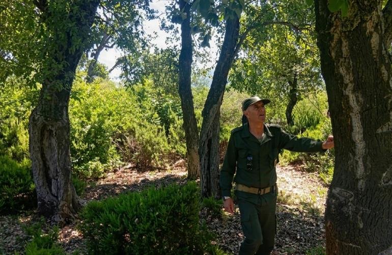 حرائق جيجل تهدد آمال الجزائر في استعادة عرش الفلين